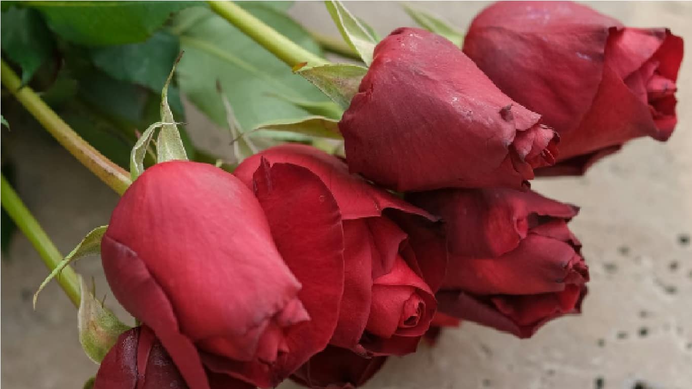 san valentin san valentin