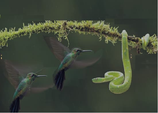 colibri colibri